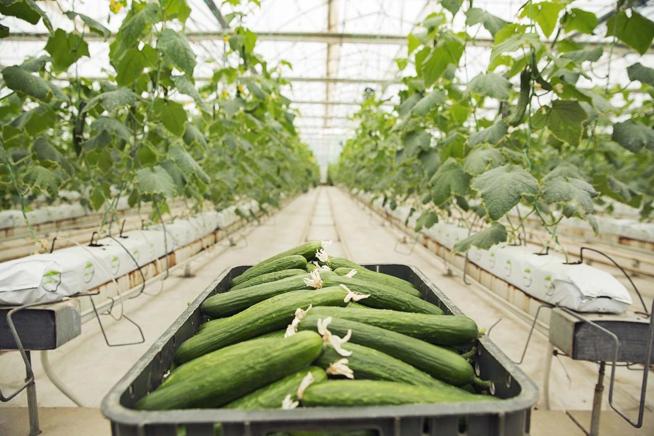 Can Cucumber Be Grown in the US in Winters? Gardening's Core