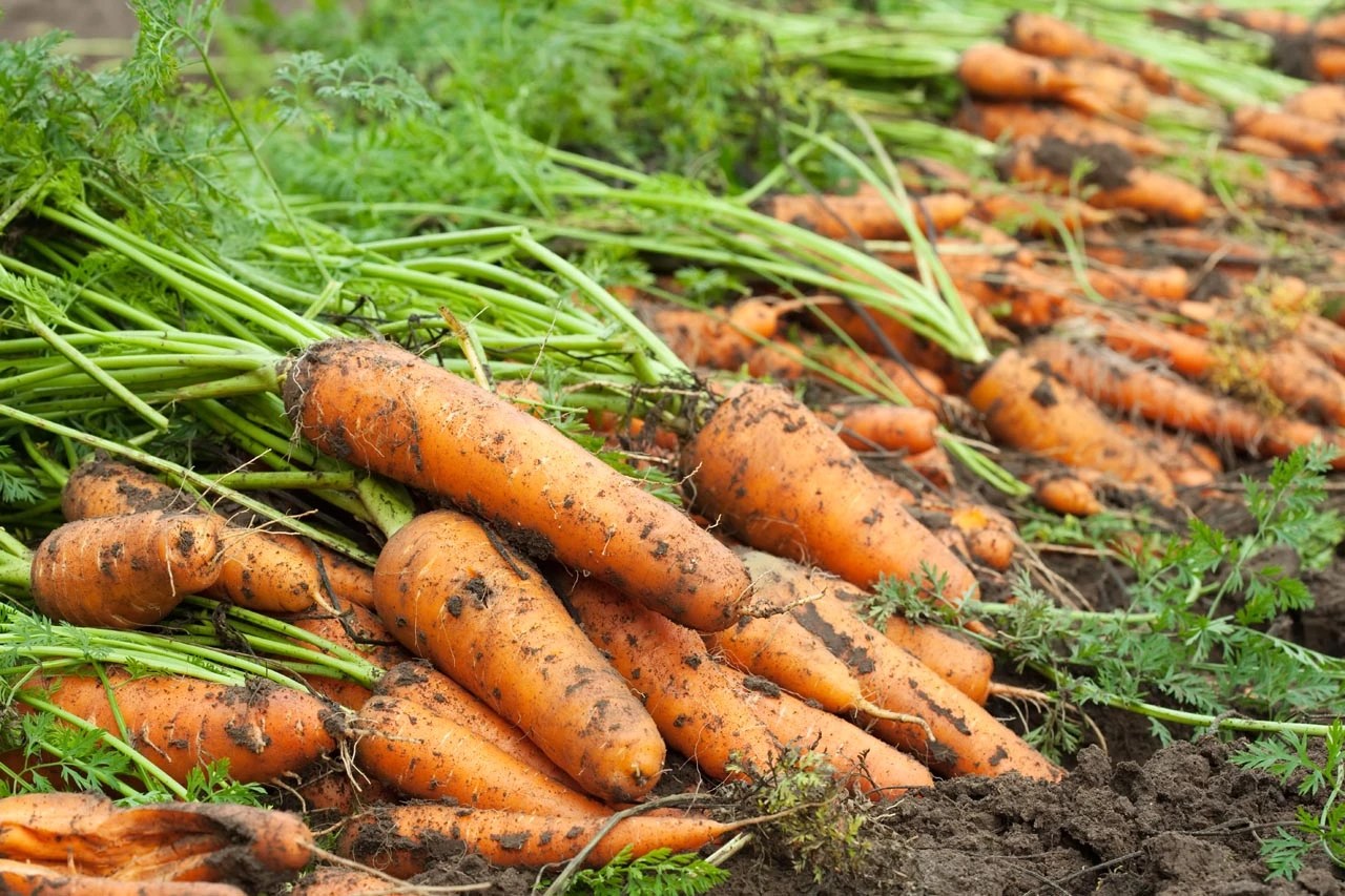 Grow Carrots in the Winter Tips for ColdWeather Gardening