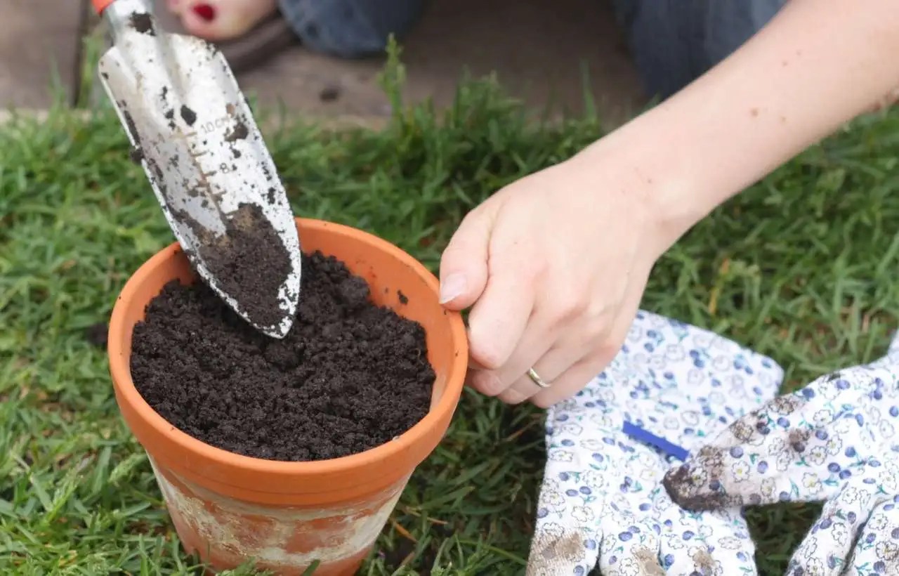 Best Potting Soil for Indoor Plants Top 5 Choices Gardening's Core