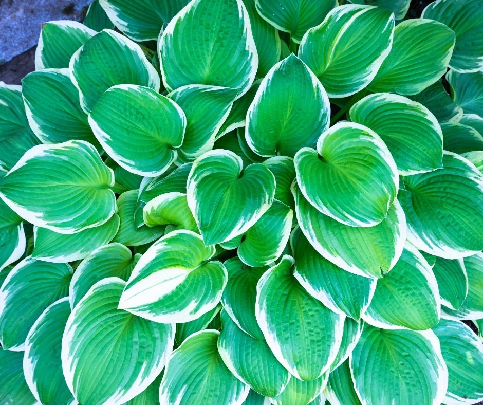 How To Trim Hostas In The Fall? Gardening Slash