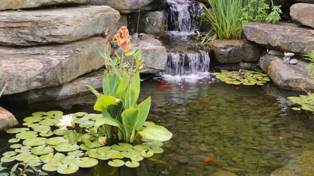 The Best Plants For Koi Ponds A Guide To Aquatic Pond Plants