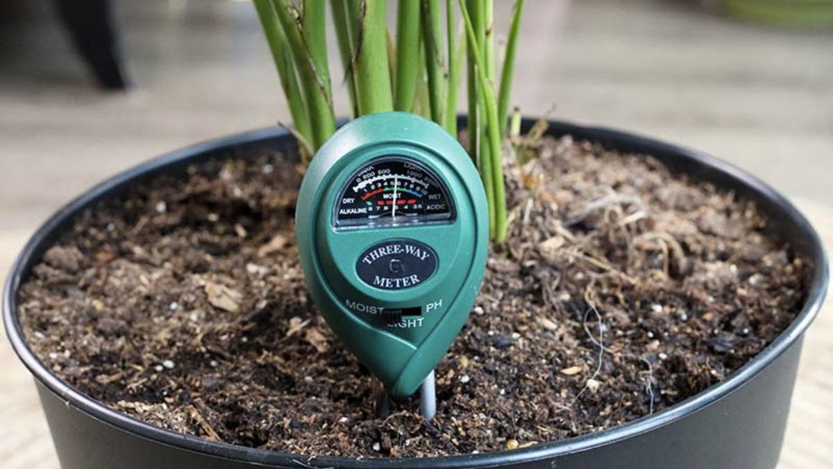 The Best Hygrometer For Plants A Guide To Keeping MoistureLoving