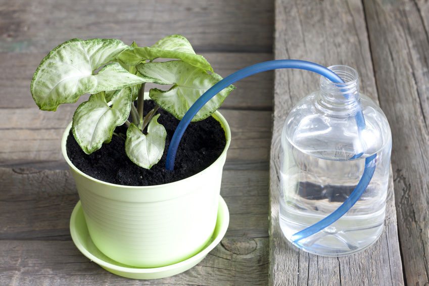 5 Nifty Ways to Water your Plants and Garden While you are Away
