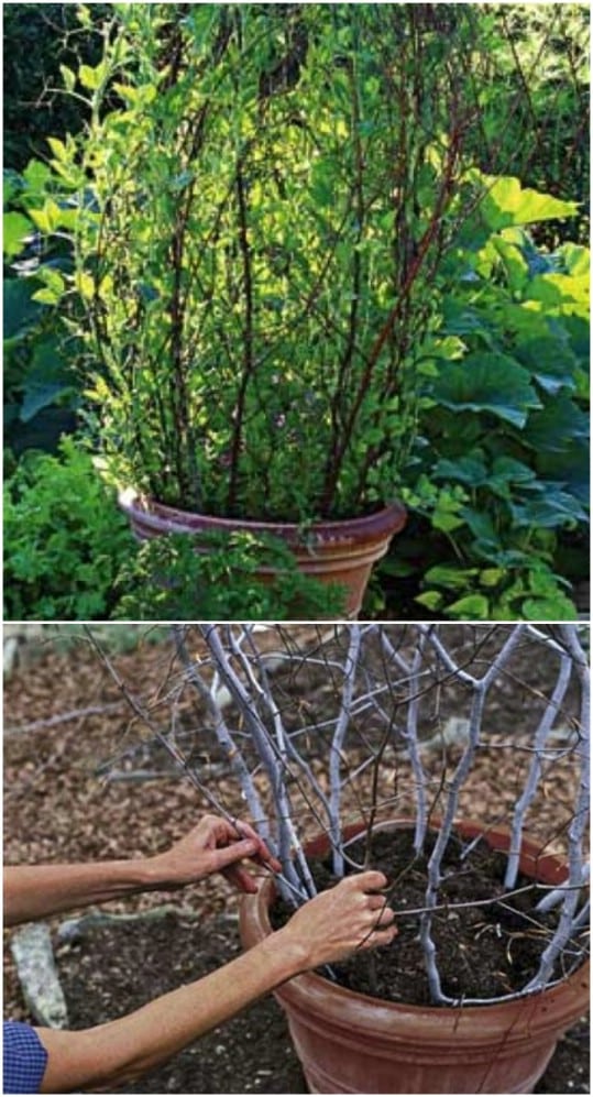 20 Easy DIY Trellis Ideas To Add Charm and Functionality To Your Garden