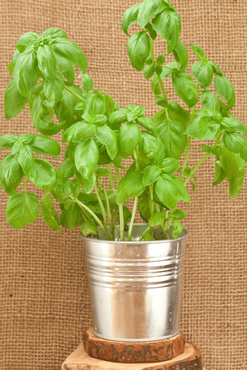 7 Good Luck Plants that You Should Decorate Your Home With