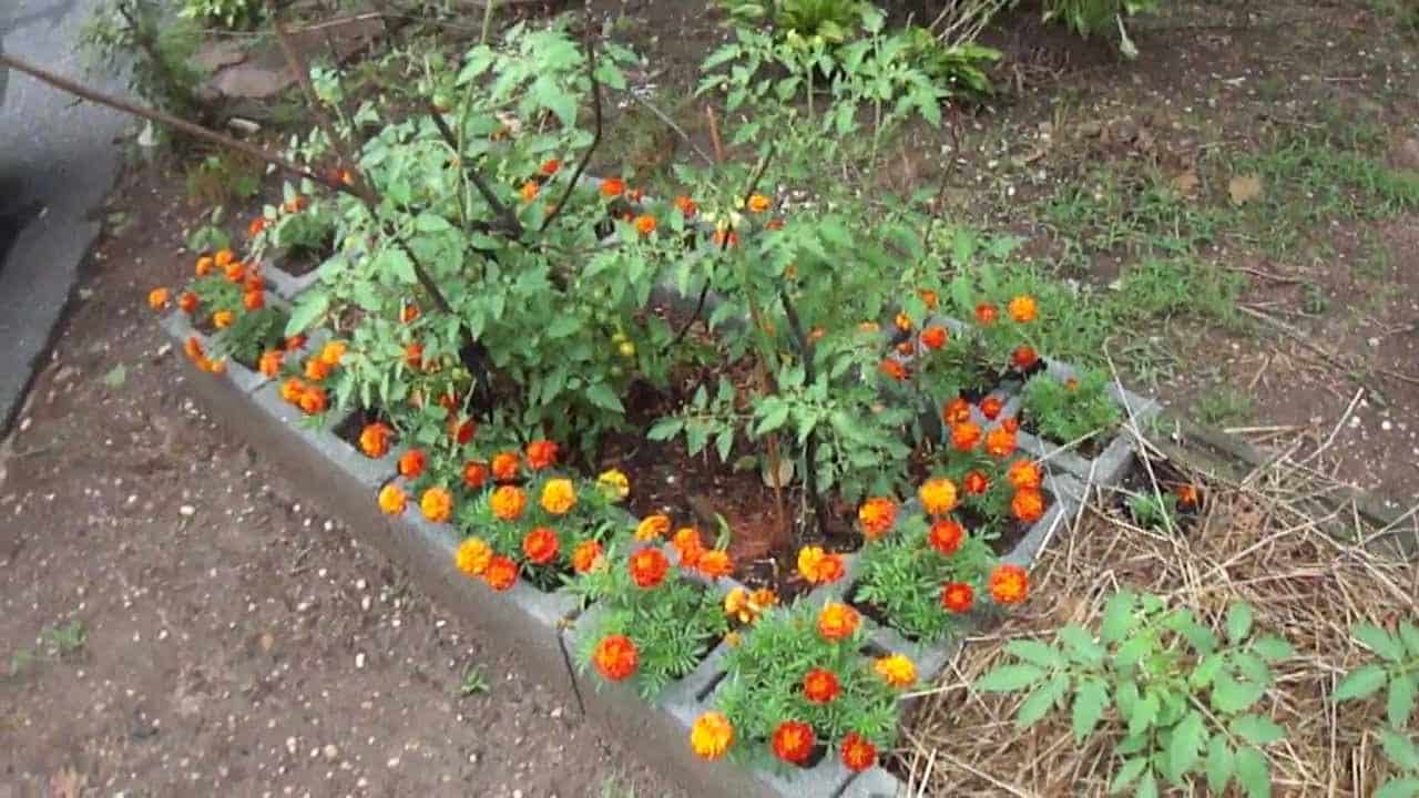 Why You Should Grow Marigolds With Tomatoes + 9 Other Companion