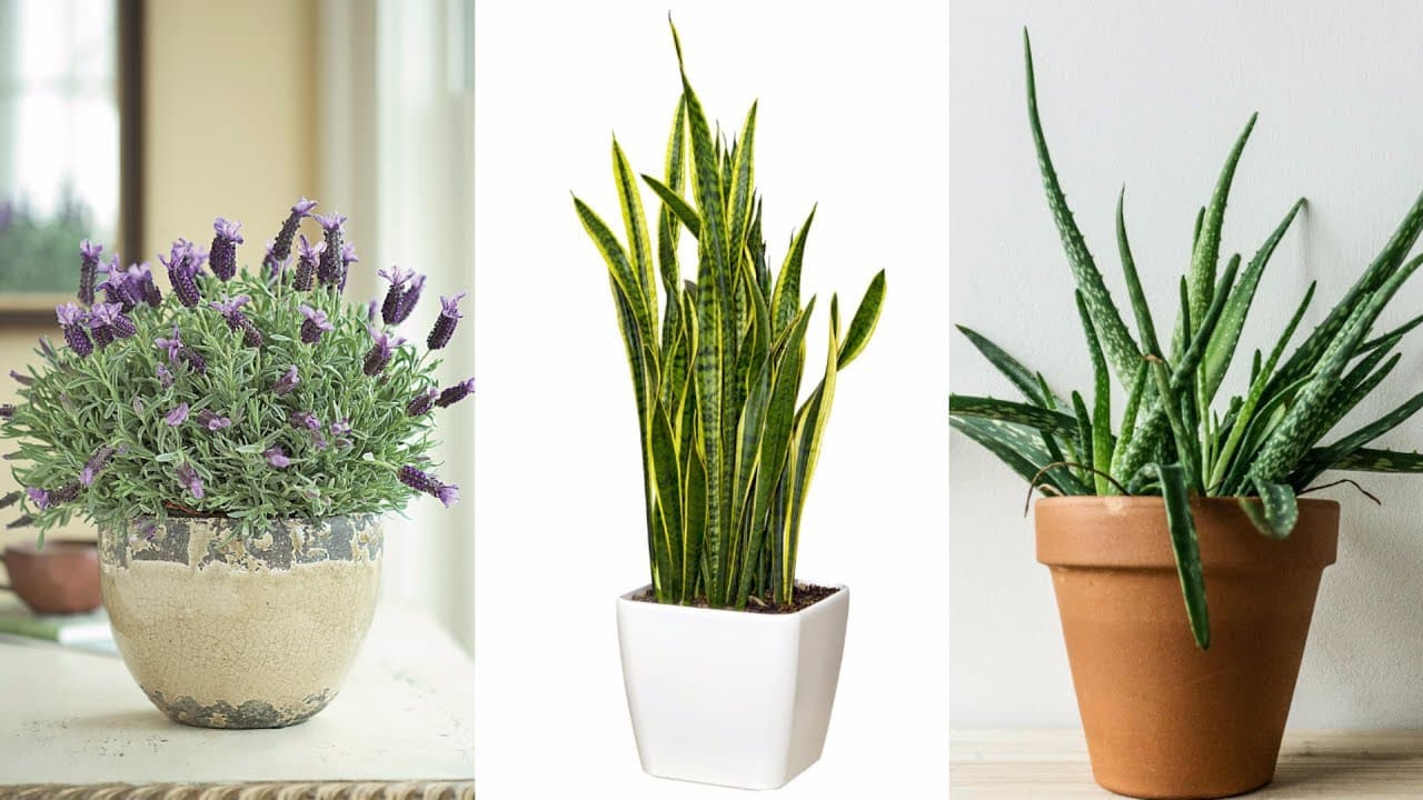 These 4 Plants For Your Bedroom Will Treat Insomnia and Sleep Apnea