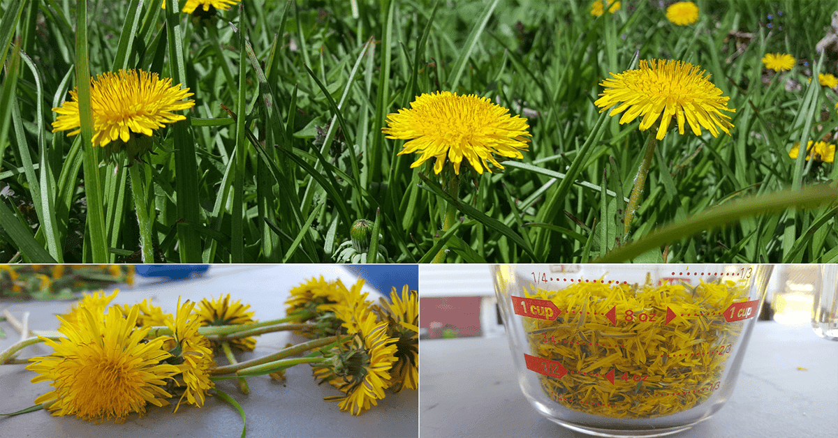 Dandelions are not Weeds. They Can Build Bones Better than Calcium