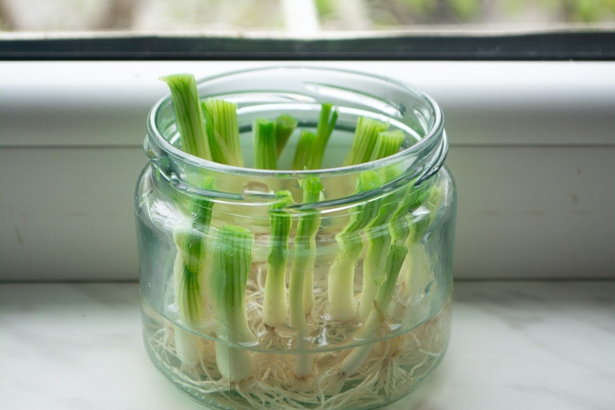 12 Vegetables You Can Grow From Scraps