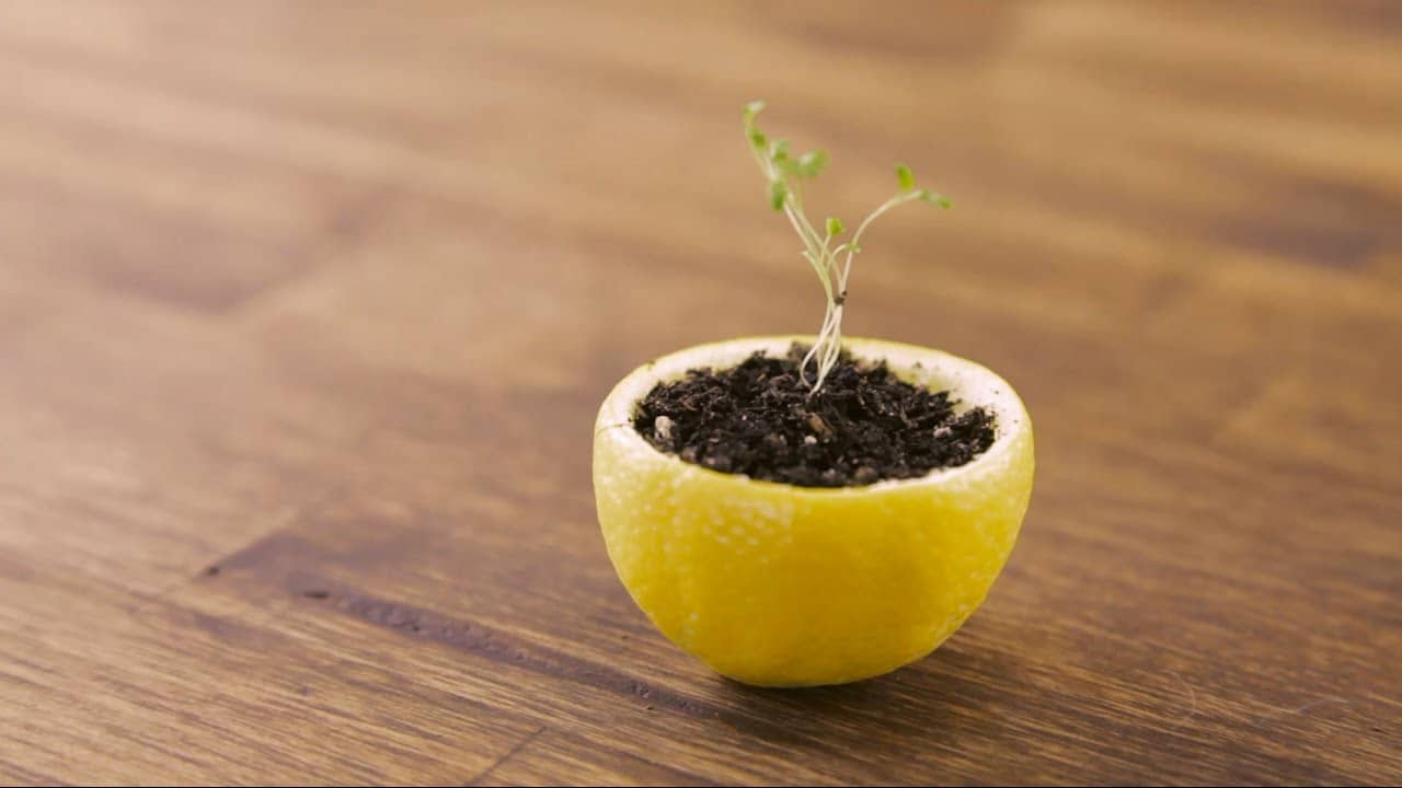 8 Fabulous Uses of Citrus Peel In Gardens