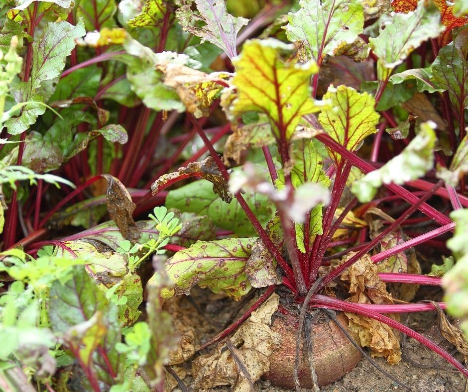 The Best Flowers and Plants You Can Grow in October