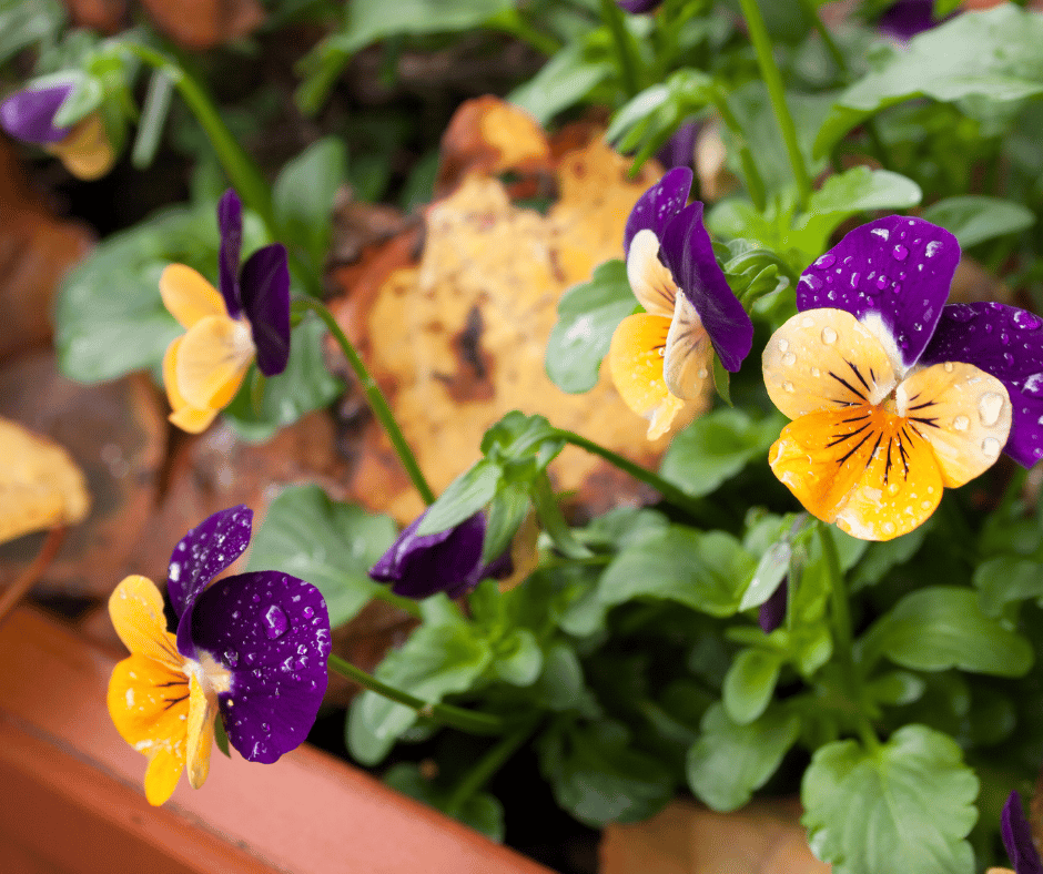 12 Frost Tolerant Plants to Grow when it’s Cold