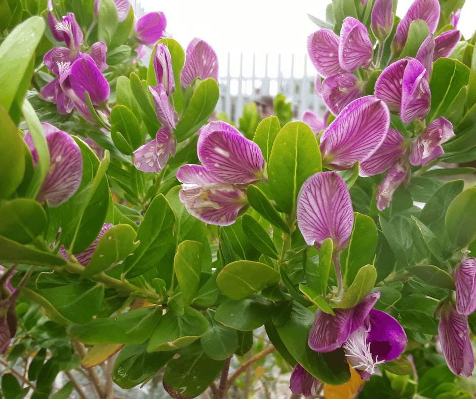 12 Frost Tolerant Plants to Grow when it’s Cold