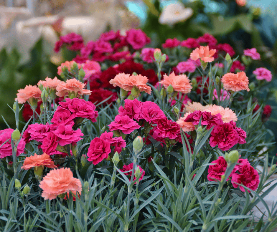 20 Easiest To Grow Flowers For Beginners