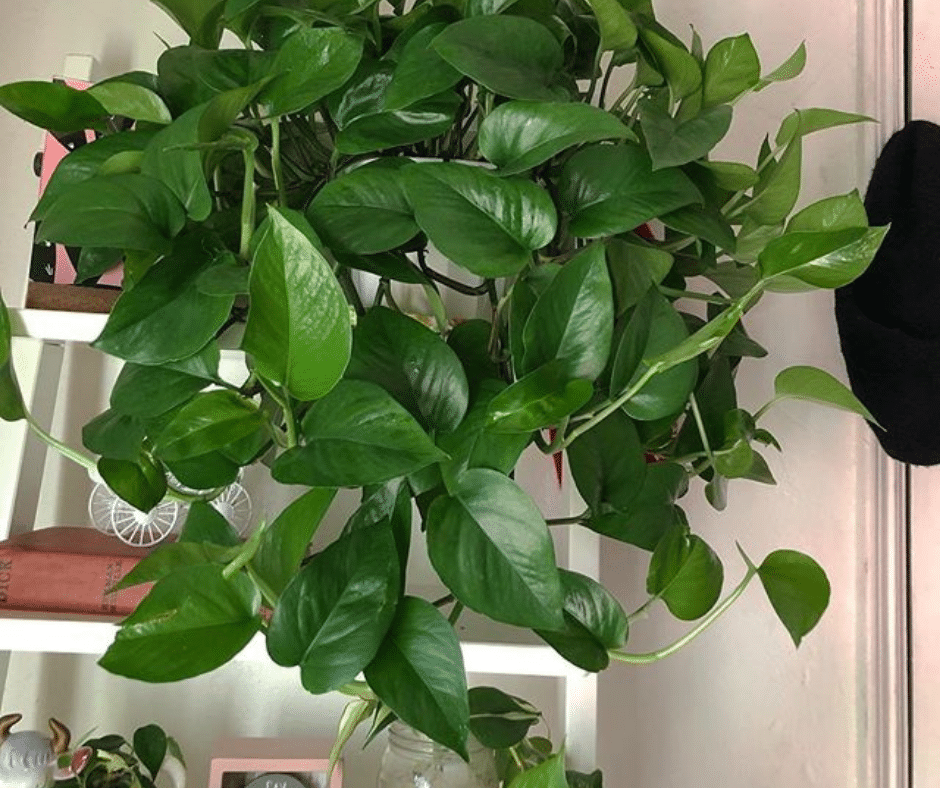 Jade Pothos Gardening Soul