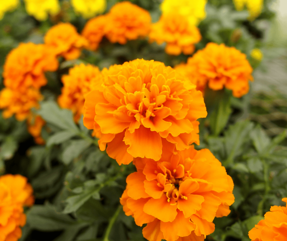 15 Full Sun Annual Flowers For Your Summer Garden