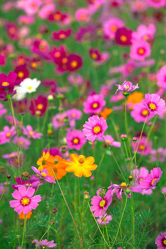 cosmos flowers