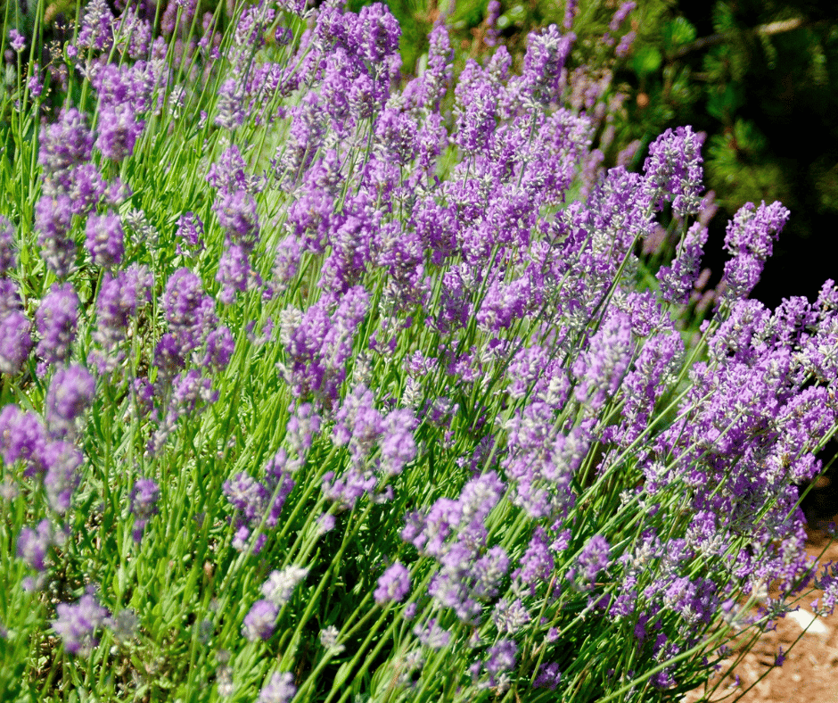15 Plants that Can Thrive in LowQuality Soil