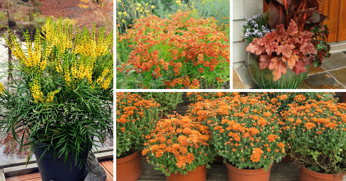 16 Great Fall Flowers For Containers
