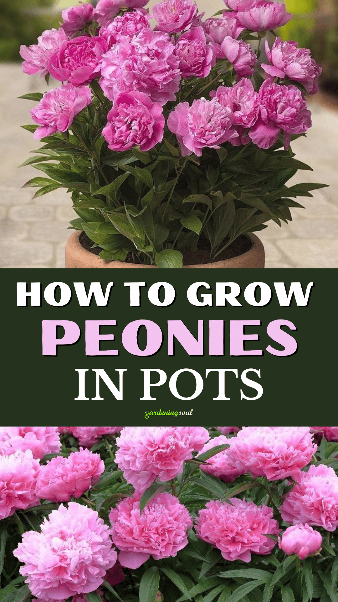 How To Grow Peonies In Pots