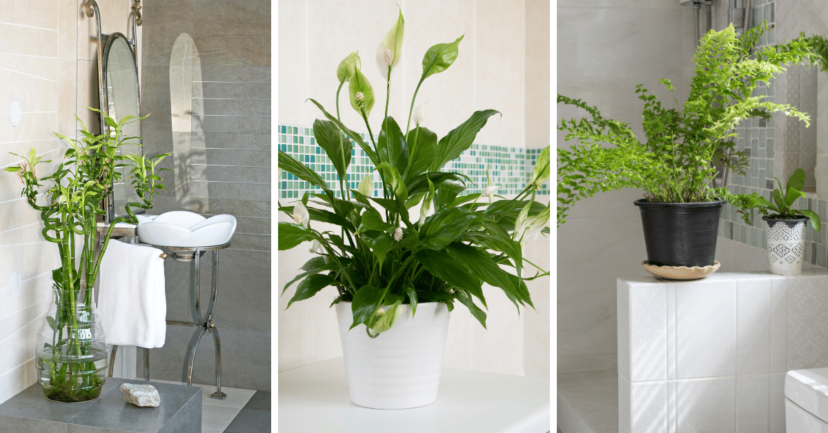 11 Best Houseplants That Will Thrive in Your Bathrooms