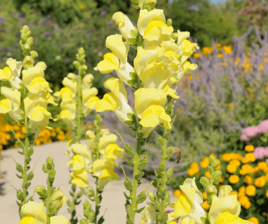 yellow Snapdragon Gardening Soul