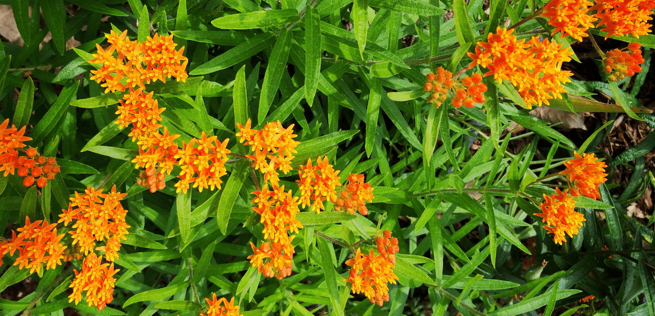 How to Grow Butterfly Weed in Your Garden
