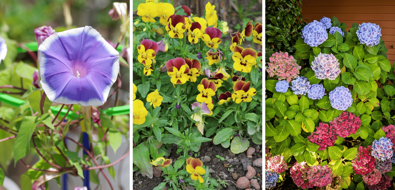 10 Stunning Plants You Should Grow This Spring