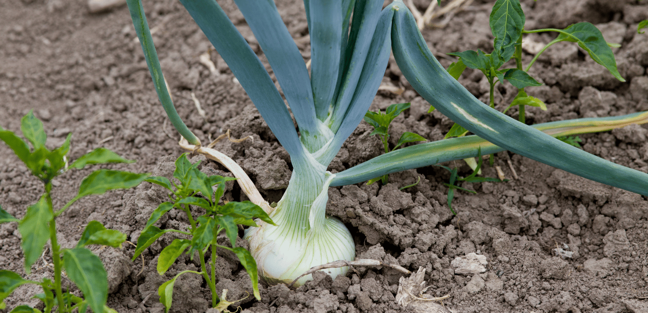 How to Grow and Care For Onions