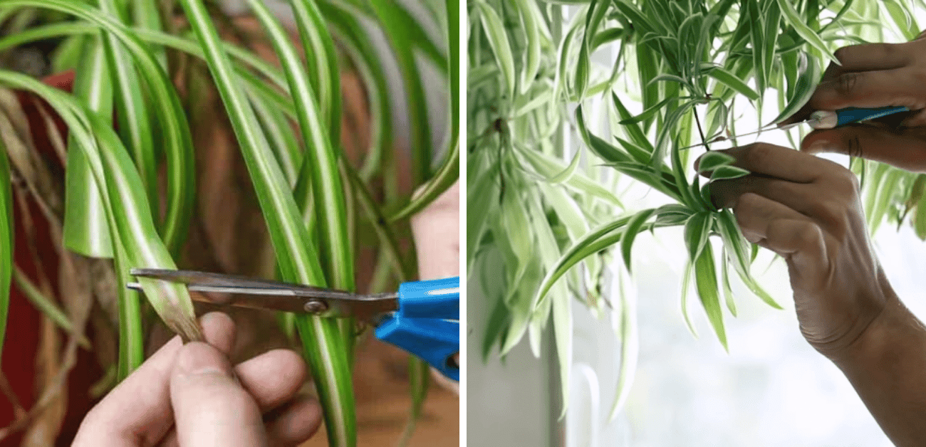 How To Prune A Spider Plant Best Tips