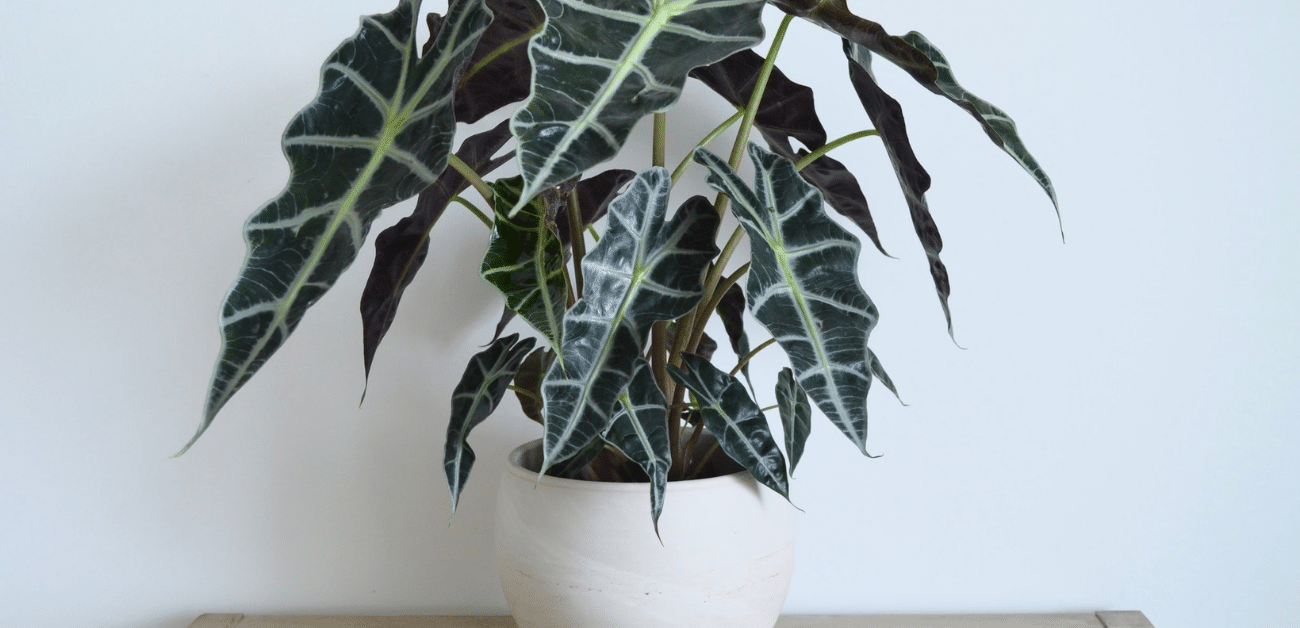 10 Plants With The Best Shiny Leaves