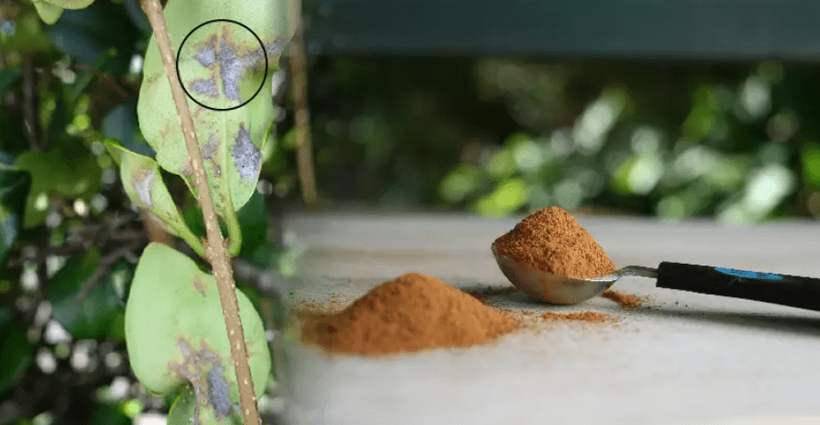 6 Mind Blowing Reasons Why You Should Sprinkle Cinnamon on