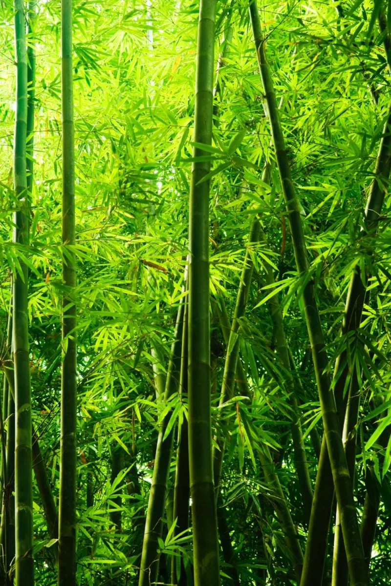 how to grow bamboo