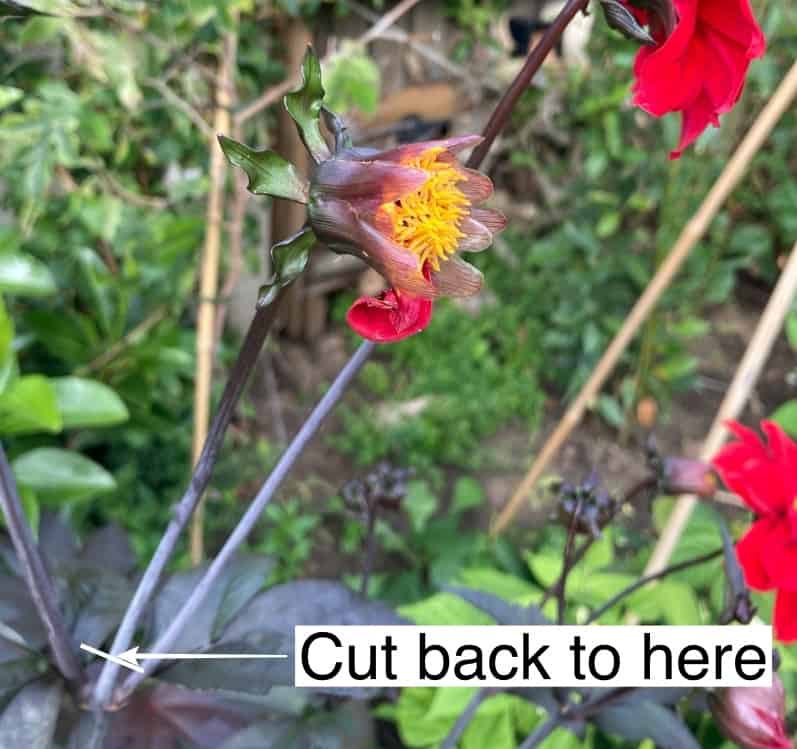 deadheading dahlias