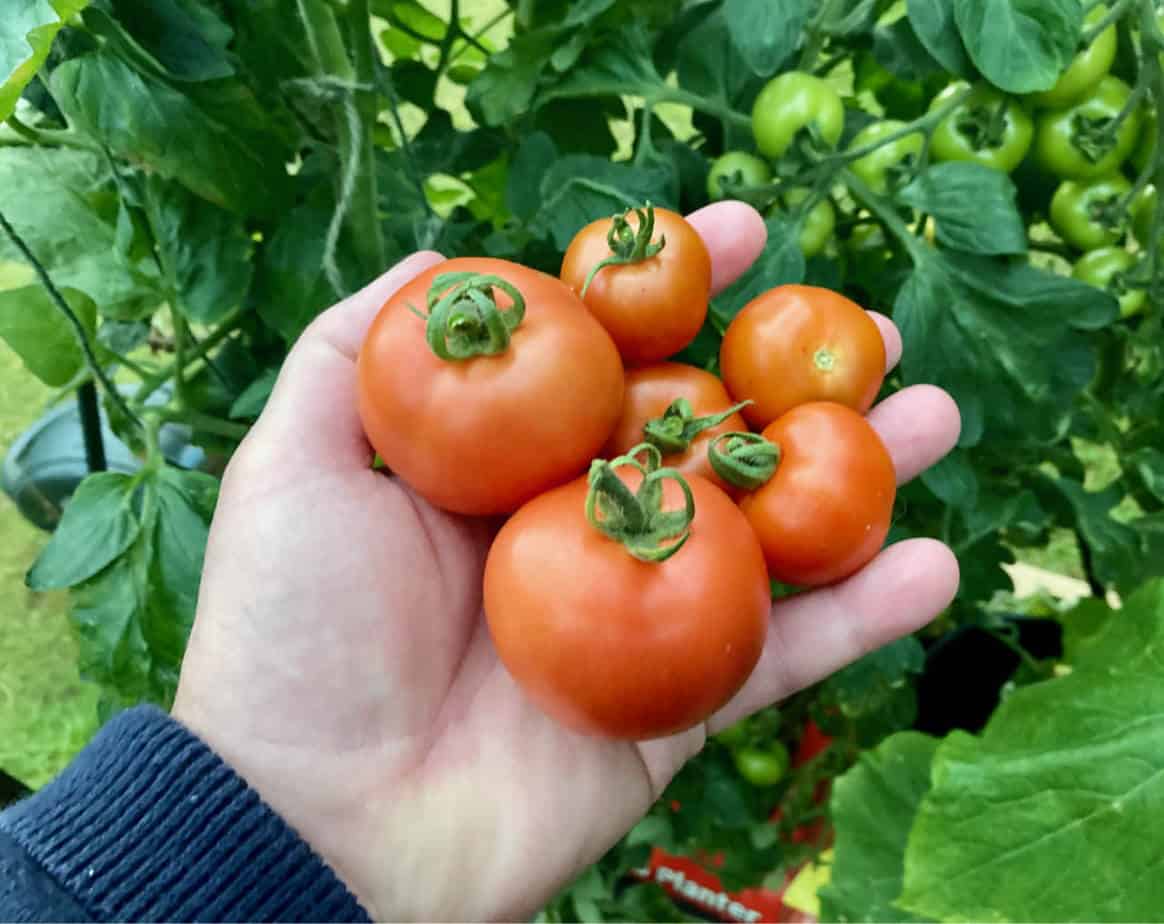 Tomatoes not ripening
