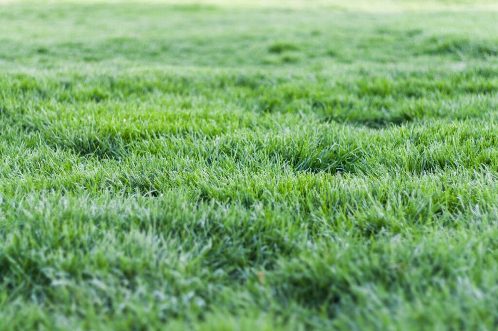lawn care tips - grass