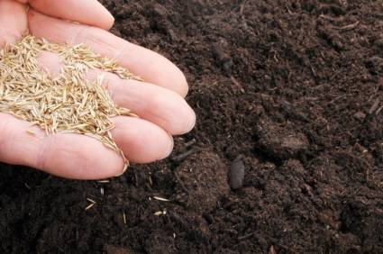 lawn care tips - grass seed