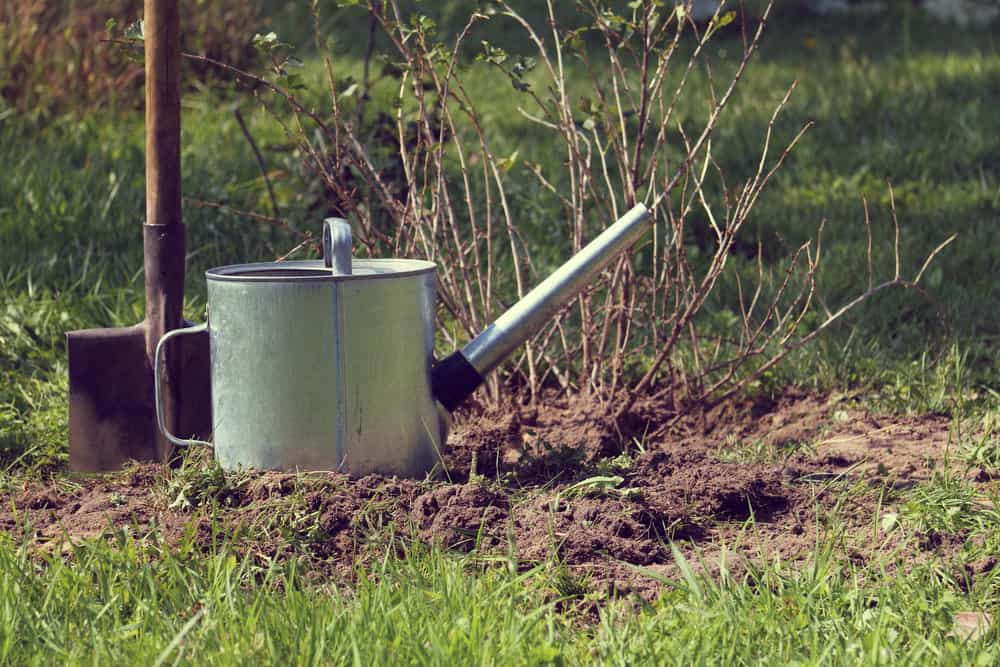 growing plants - planting