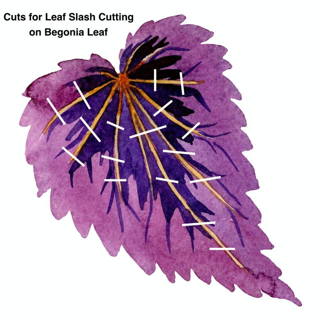 Slashed leaf cutting diagram