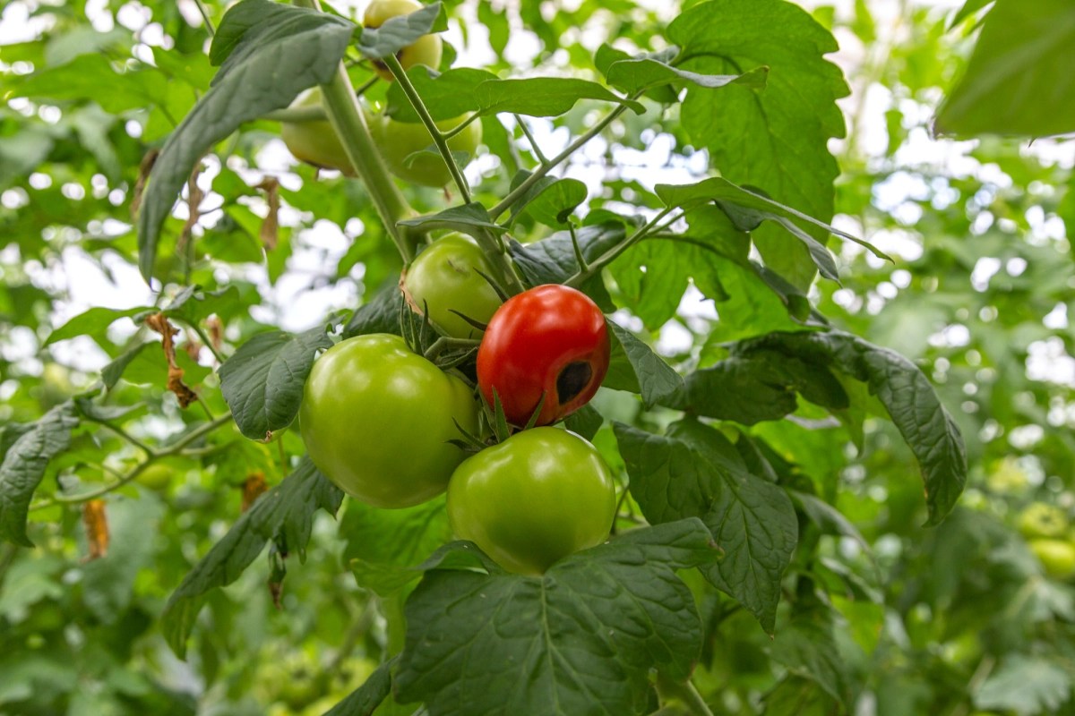 unblemished tomatoes alongside one with blossom end rot