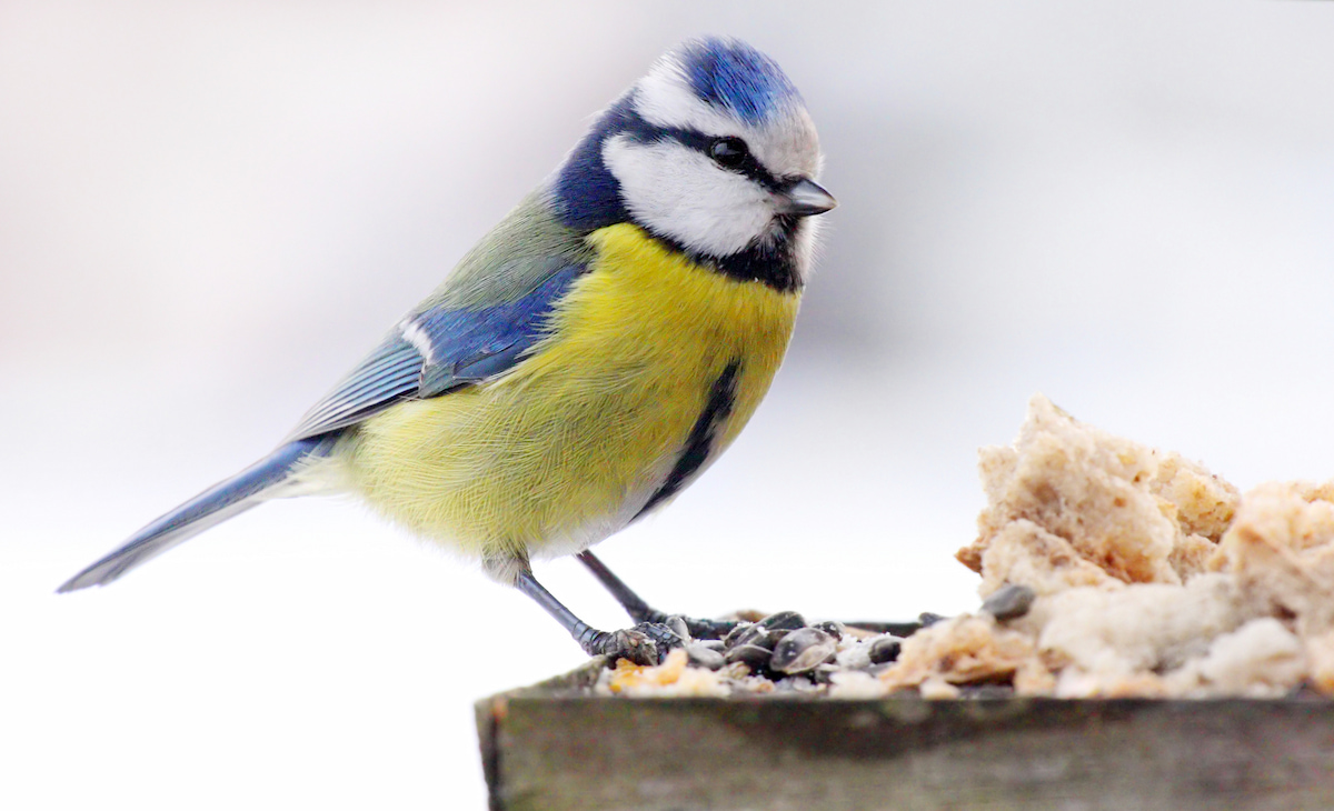 Great tit feeding on bird table
