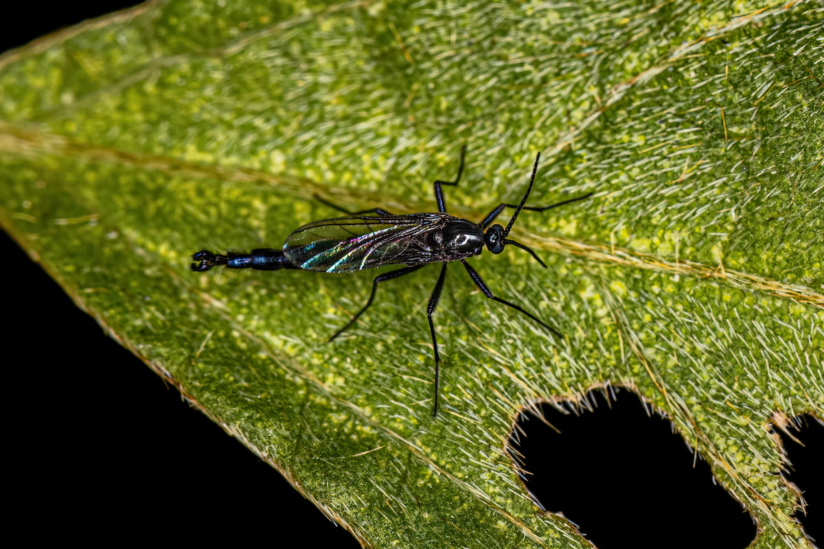 How to get rid of fungus gnats in houseplants naturally