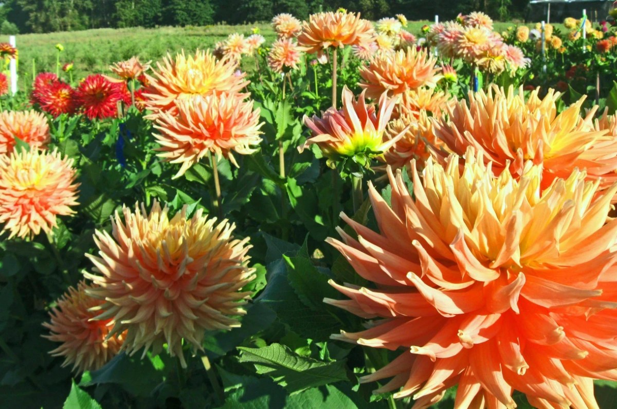 Gardening Step by Step Gardening tips and actionable advice