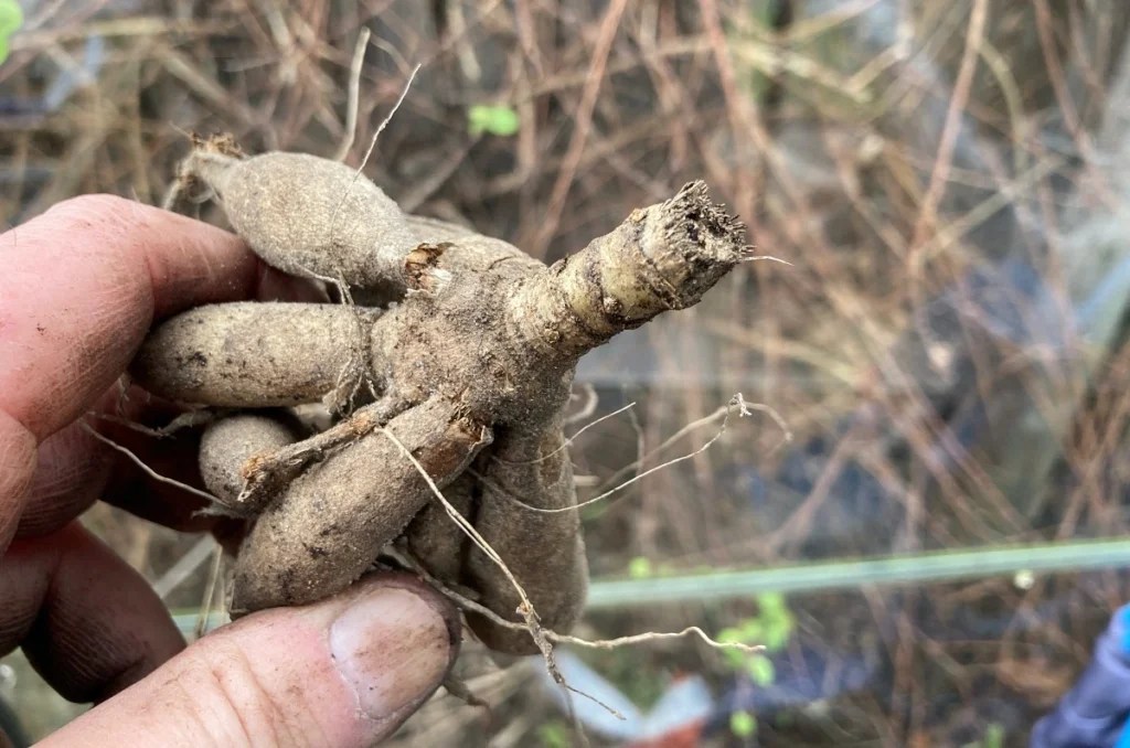 dahlia tubers: when to plant out dahlia tubers