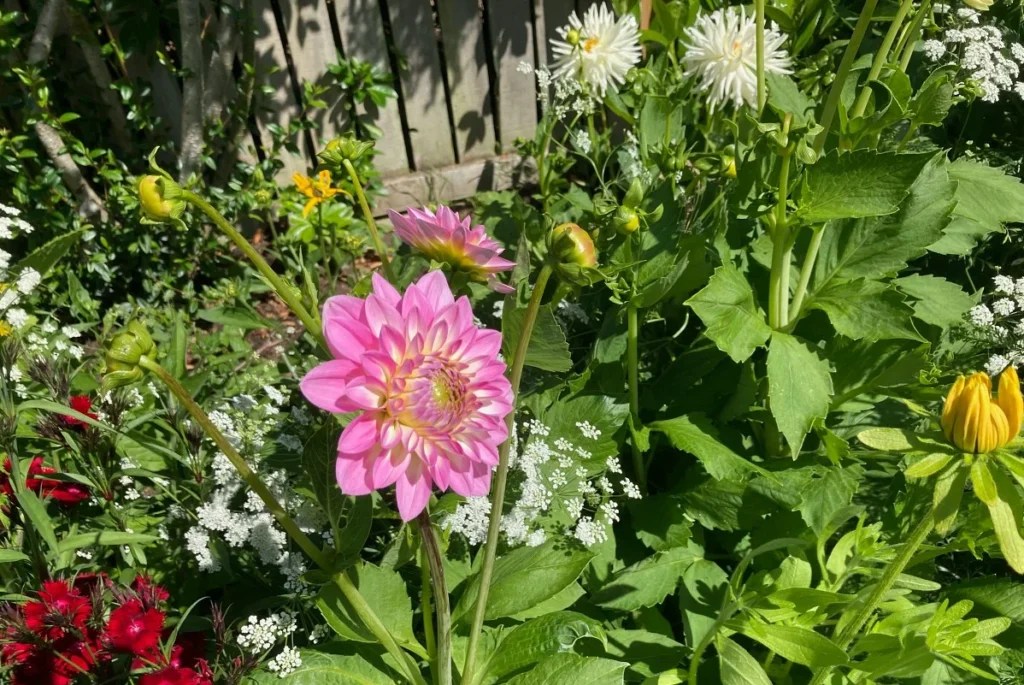 dahlia spacing