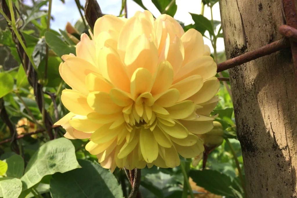 Yellow dahlia: dahlia gall