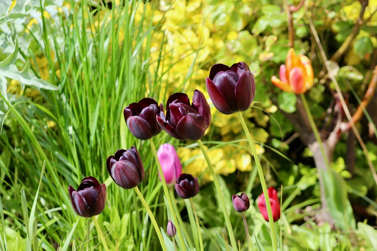 how to plant tulips - tulio queen of teh night