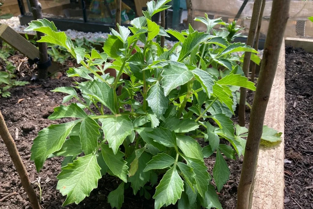 stopping or topping dahlias