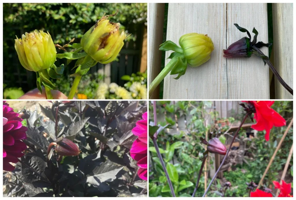 Different types of dahlia deadheads