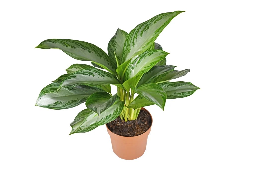 Aglaonema ‘Silver Bay’